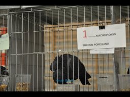 Concurso de Palomas 2012